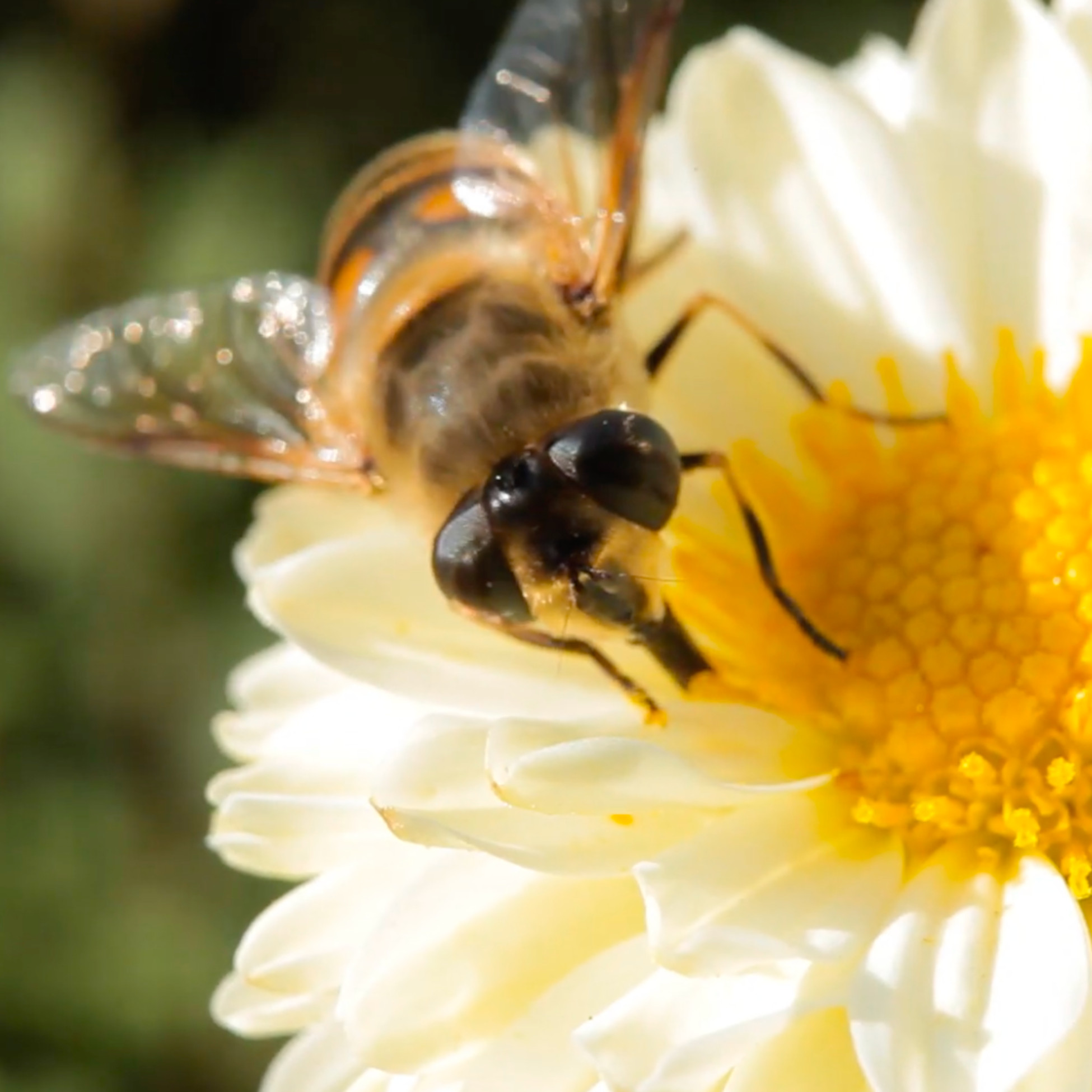 Was haben Bienen und Fertighäuser bei Bien-Zenker miteinander zu tun?  