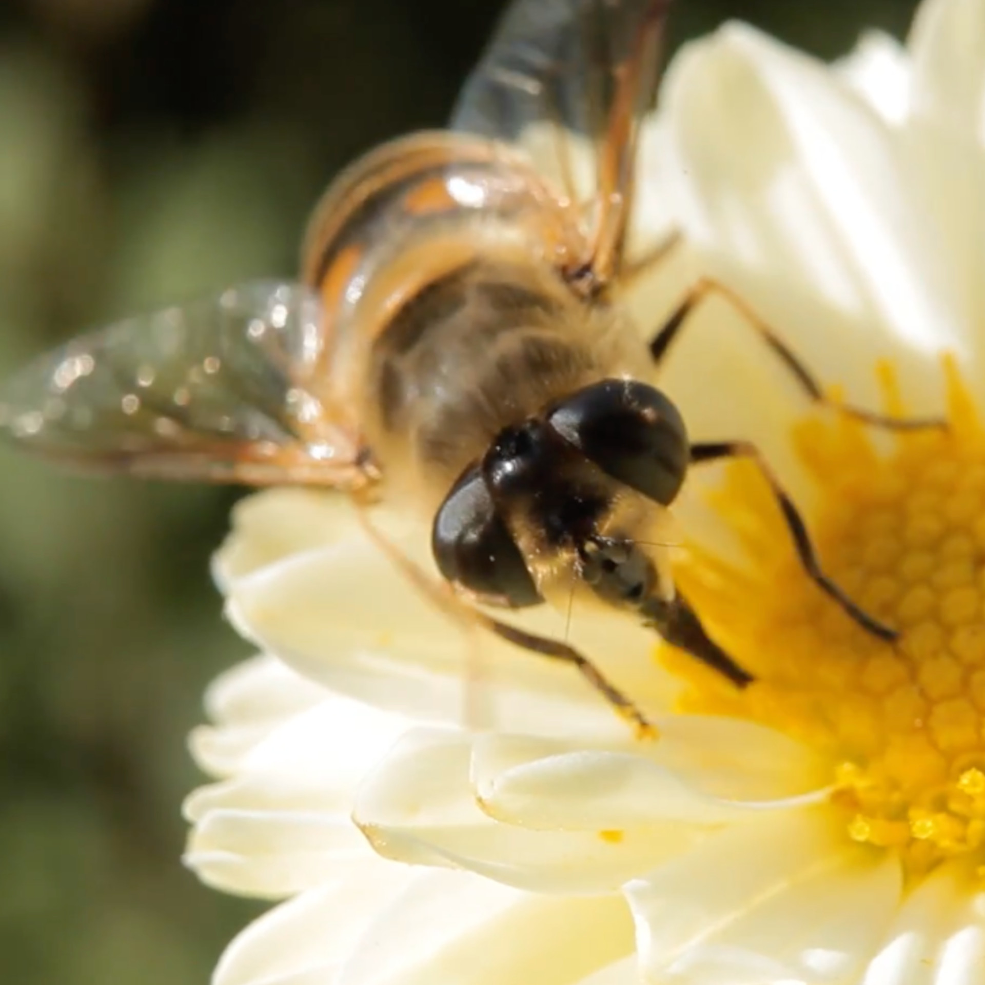Bien-Zenker Bienen im Jahreskreis – erste Tracht ist eingebracht