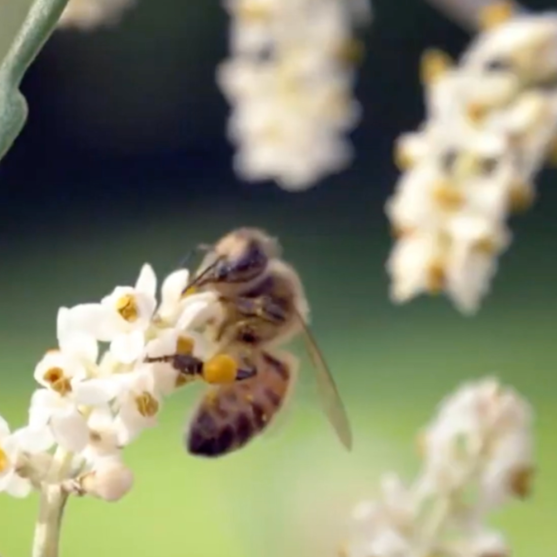 Bienen auf dem Bien-Zenker Werksgelände denken schon jetzt an den Winter