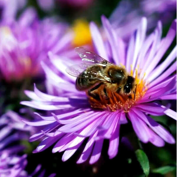 Spannende Welt der Bienen – jetzt gibt’s den süßen Honig der Bien-Zenker Bienen