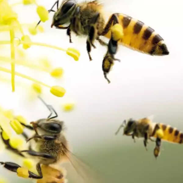 Was gibt’s Interessantes bei den Bien-Zenker Bienen?