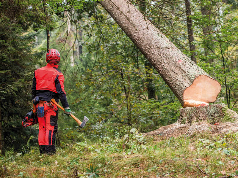 Holzfäller-Wald-Rohstoffe-über-115-Jahre-Erfahrung