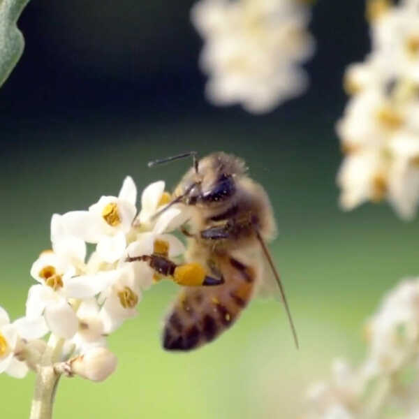 Bien-Zenker sieht Parallelen: Effizienz im Bienenstock wie beim Fertighaus-Bau