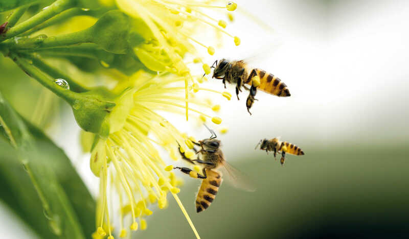 Bien-Zenker-Bienen-schützen