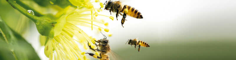 Ueber-Bien-Zenker-Bienen-schützen